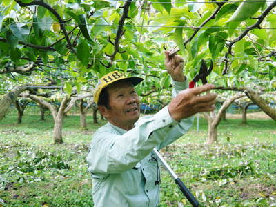 熊本梨　本藤果樹園　今年も梨が育つ最高のステージを作ります！お礼肥えから選定作業まで　その１_a0254656_17444717.jpg