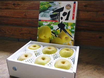 熊本梨　本藤果樹園　今年も梨が育つ最高のステージを作ります！お礼肥えから選定作業まで　その１_a0254656_17541154.jpg