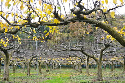 熊本梨　本藤果樹園　今年も梨が育つ最高のステージを作ります！お礼肥えから選定作業まで　その１_a0254656_1822199.jpg