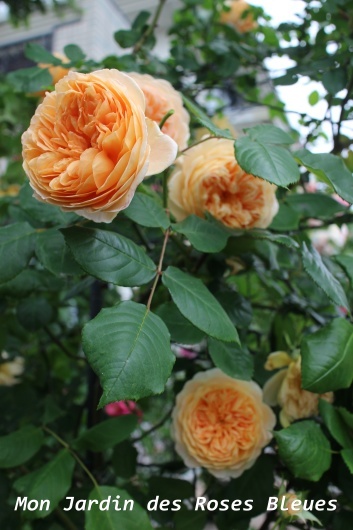 我が家の薔薇たち クラウン プリンセス マルガリータ La Rose 薔薇の庭