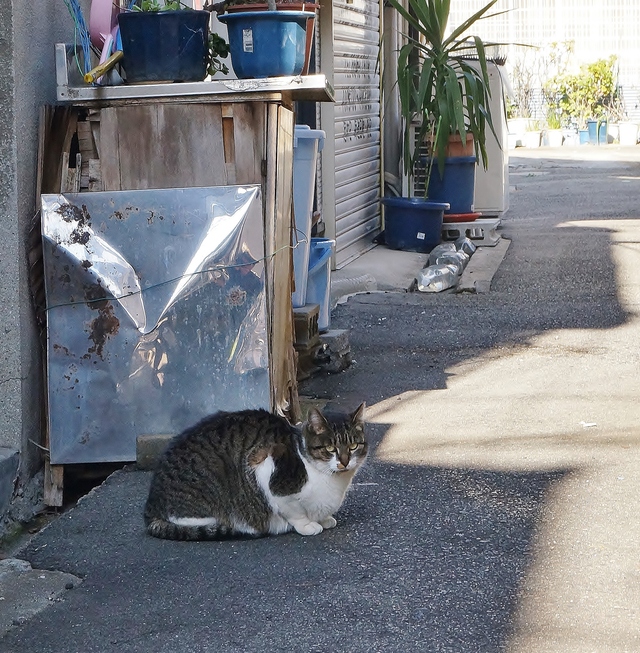 大阪の寄席芸人が住んでいた町・てんのじ村　＠大阪・天王寺_b0063958_2023931.jpg