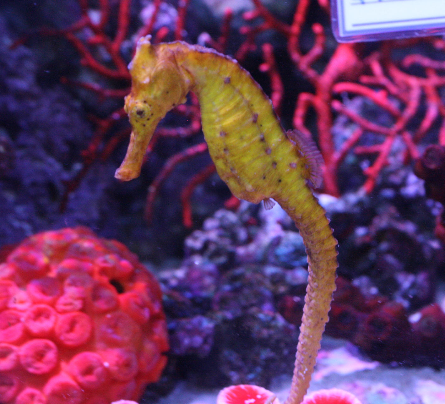 最近 やな感じ ビーボックスアクアリウム 海水魚 サンゴ情報 最近 やな感じ ビーボックスアクアリウム 海水魚 サンゴ情報