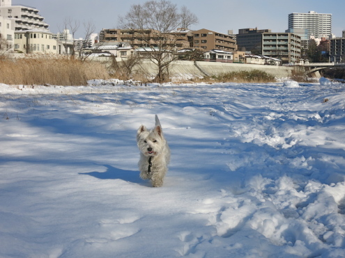 8キロの体重にへこまない硬い雪ですっ!_c0260460_12103174.jpg
