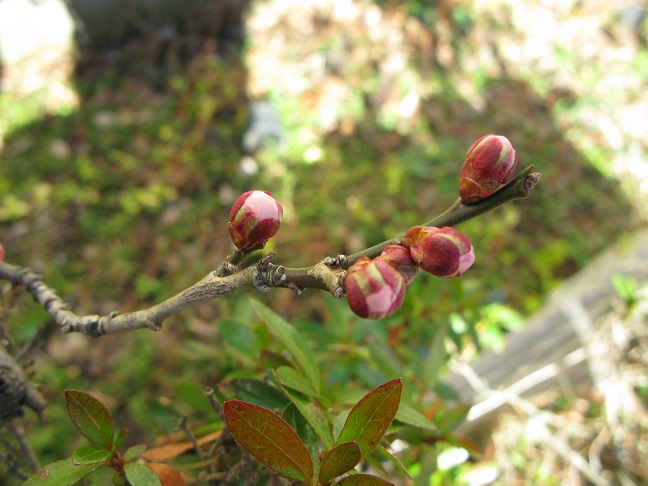 a0052762_22311950.jpg
