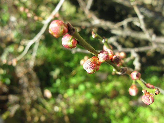 a0052762_22332915.jpg