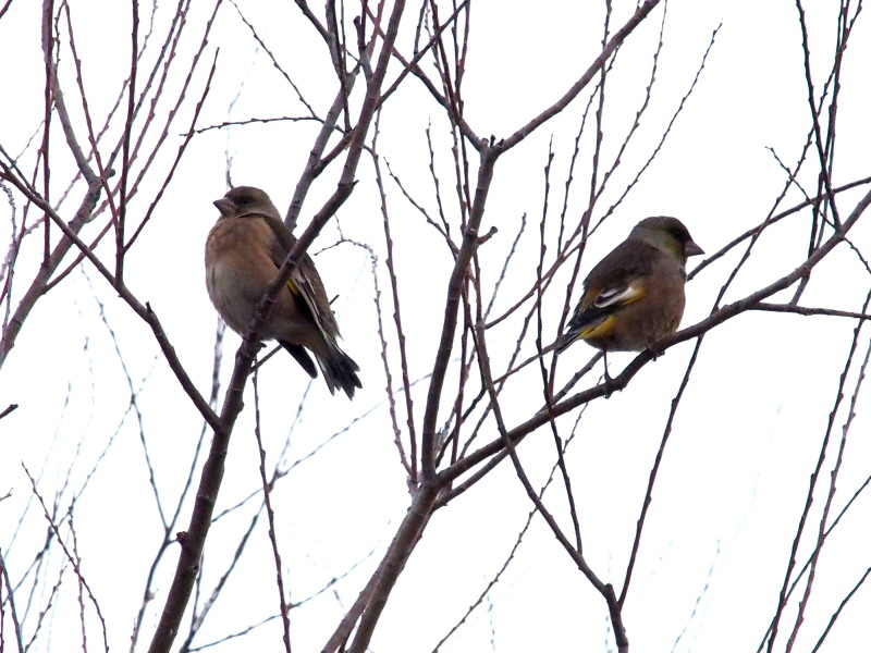 大雪の直前の鳥撮り　　　　　_f0208666_16121843.jpg