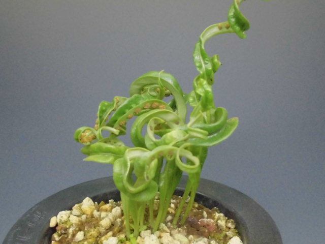 ノキシノブ変化葉 ｄｒｅａｍ ｇｒａｓｓｅｓ
