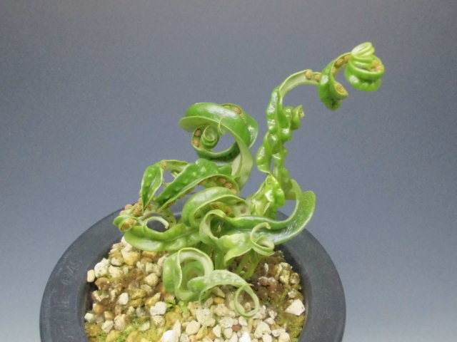 ノキシノブ変化葉 ｄｒｅａｍ ｇｒａｓｓｅｓ