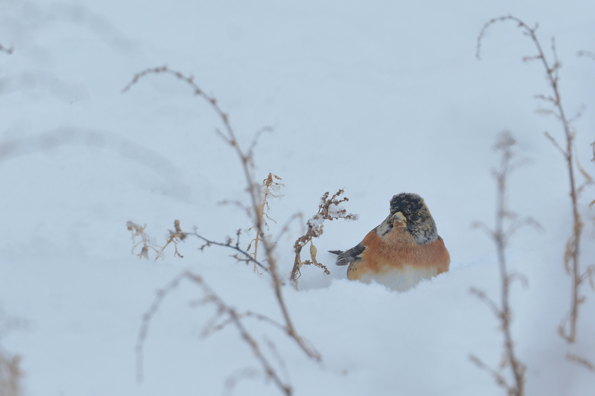 雪の降る日にアトリ_f0053272_162183.jpg