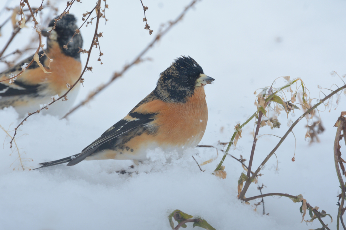 雪の降る日にアトリ_f0053272_1633581.jpg