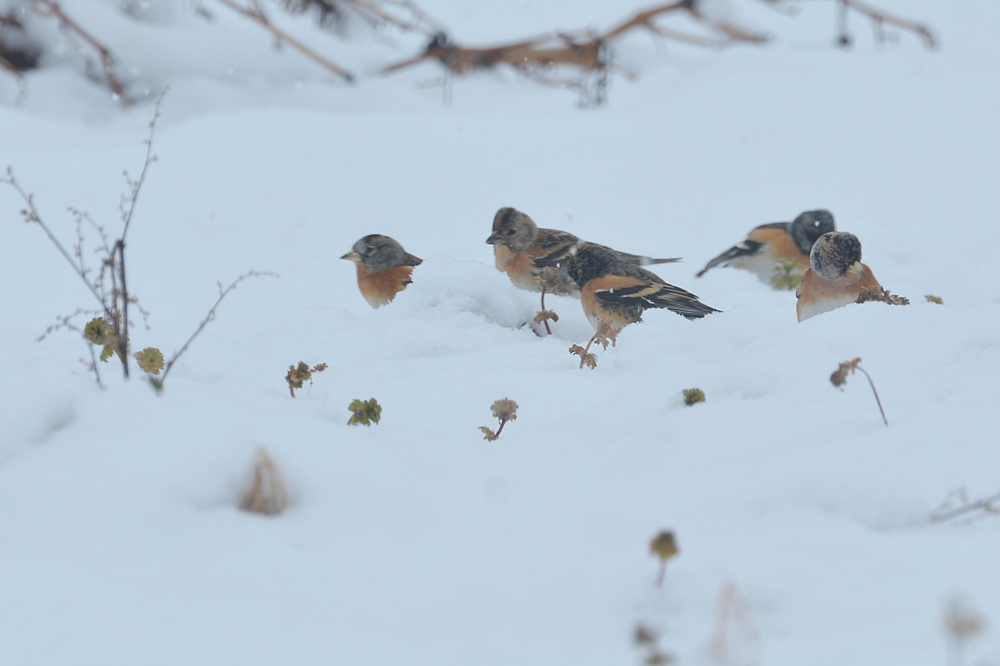 雪の降る日にアトリ_f0053272_165286.jpg