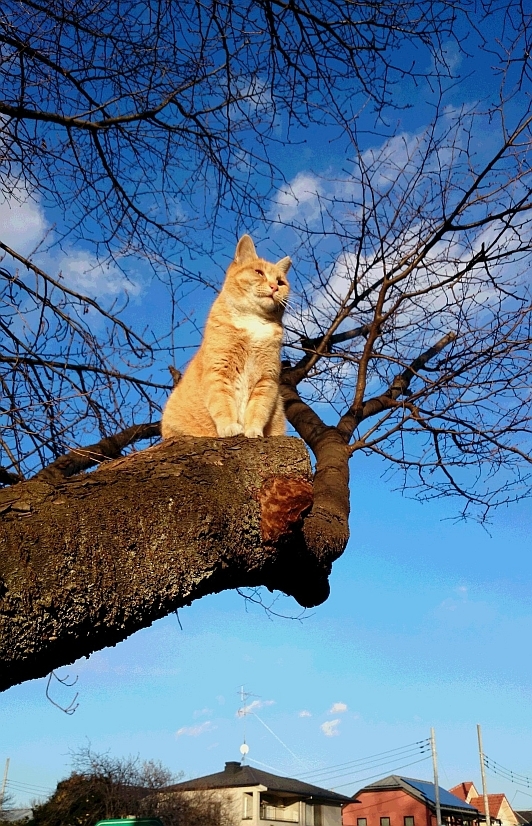 悩ましい日々、でも猫たちは前に進む。_c0268274_23413474.jpg