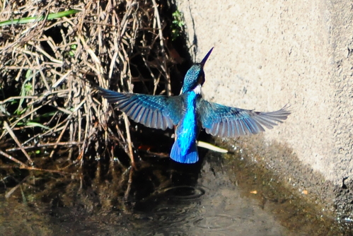 c0176183_21101433.jpg