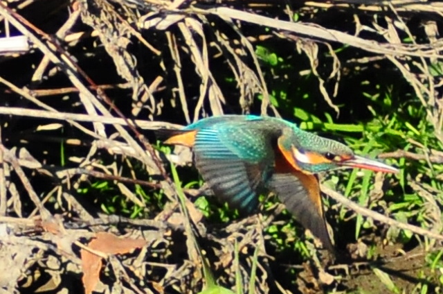 c0176183_2117456.jpg