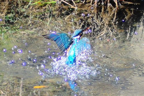 c0176183_219013.jpg