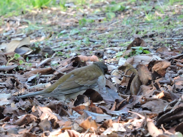 明石城公園で_a0338484_16353914.jpg