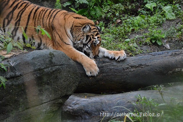 ２０１４年１２月　台湾パンダ見隊　２日め　その７　夕方ちょっとパンダ館_a0052986_2326144.jpg