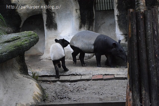 ２０１４年１２月　台湾パンダ見隊　２日め　その７　夕方ちょっとパンダ館_a0052986_23314259.jpg