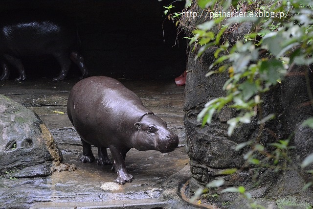 ２０１４年１２月　台湾パンダ見隊　２日め　その７　夕方ちょっとパンダ館_a0052986_23325346.jpg