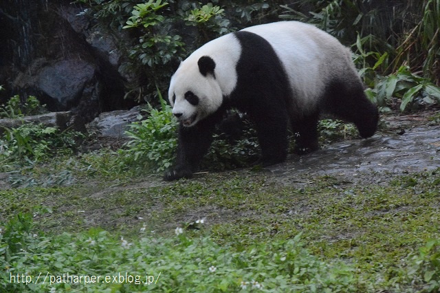 ２０１４年１２月　台湾パンダ見隊　２日め　その７　夕方ちょっとパンダ館_a0052986_23353270.jpg