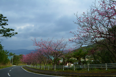 生間の峠のヒカンザクラがキレイです♪_e0028387_22131760.jpg