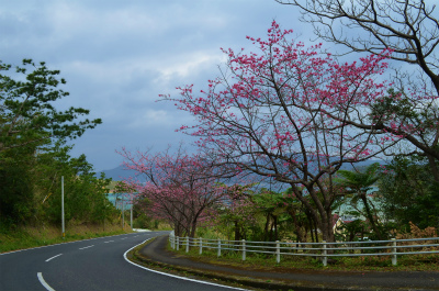 生間の峠のヒカンザクラがキレイです♪_e0028387_22132915.jpg