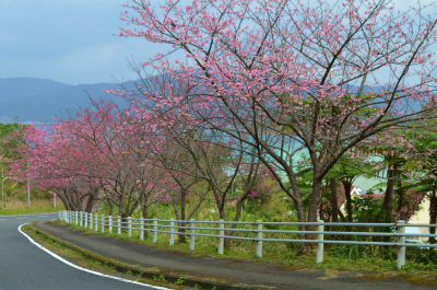 生間の峠のヒカンザクラがキレイです♪_e0028387_2213409.jpg