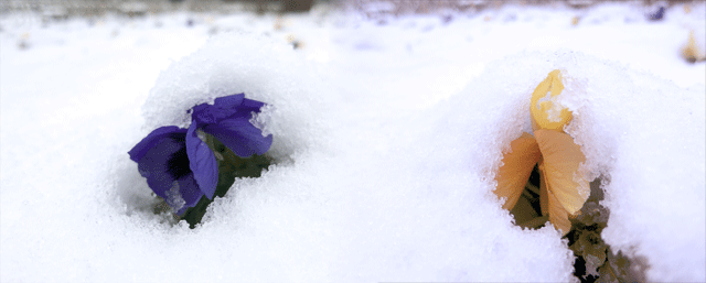 雪はよいよい、氷はこわい_e0176691_1302130.png