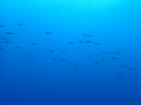 e0115199_18563855.jpg