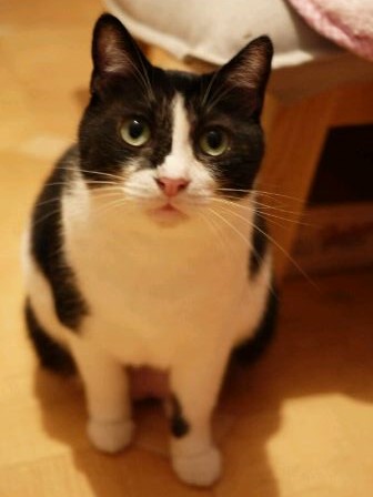 第16回ゆきねこ教室 いろいろ猫家族vol.5開催のお知らせ 熊本市中央区手取本町。_a0143140_19551675.jpg