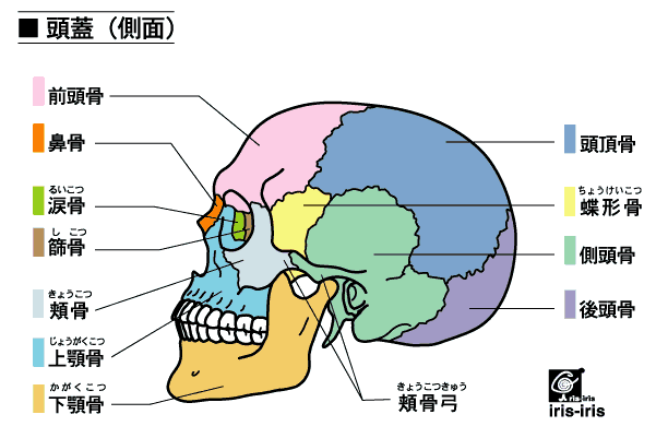 3種類の「右腰が痛い」〜ある日の施術より〜_e0073240_21442562.gif