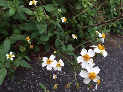 2月 2日 いつからそこにいるの?_b0158746_1639326.jpg