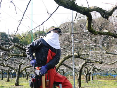 熊本梨 本藤果樹園 今年も梨が育つ最高のステージを作ります!お礼肥えから選定作業まで その2_a0254656_17105250.jpg