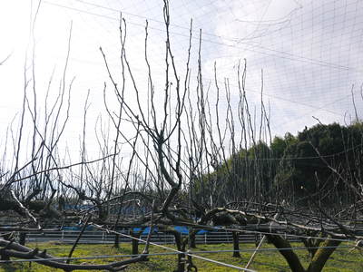 熊本梨 本藤果樹園 今年も梨が育つ最高のステージを作ります!お礼肥えから選定作業まで その2_a0254656_1717198.jpg