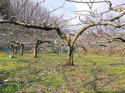 熊本梨　本藤果樹園　今年も梨が育つ最高のステージを作ります！お礼肥えから選定作業まで　その２_a0254656_17202461.jpg