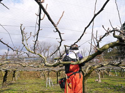 熊本梨　本藤果樹園　今年も梨が育つ最高のステージを作ります！お礼肥えから選定作業まで　その２_a0254656_1723037.jpg