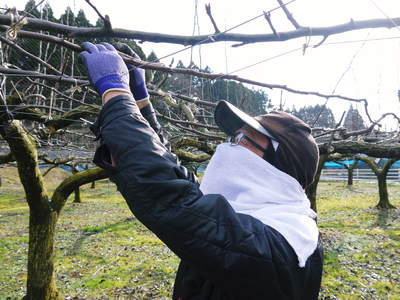熊本梨　本藤果樹園　今年も梨が育つ最高のステージを作ります！お礼肥えから選定作業まで　その２_a0254656_179103.jpg