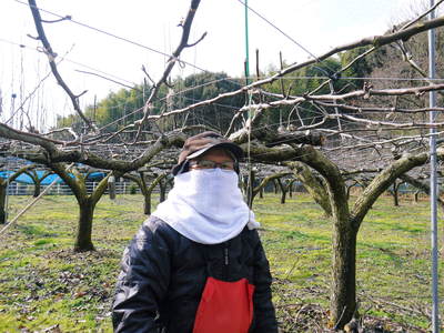 熊本梨　本藤果樹園　今年も梨が育つ最高のステージを作ります！お礼肥えから選定作業まで　その２_a0254656_181577.jpg