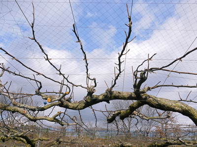 熊本梨　本藤果樹園　今年も梨が育つ最高のステージを作ります！お礼肥えから選定作業まで　その２_a0254656_1875417.jpg