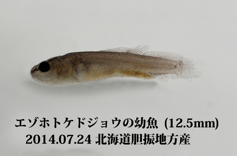 エゾホトケ（ドジョウ）の幼魚_e0039759_16362688.jpg