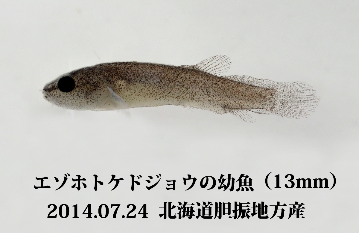 エゾホトケ（ドジョウ）の幼魚_e0039759_16381229.jpg