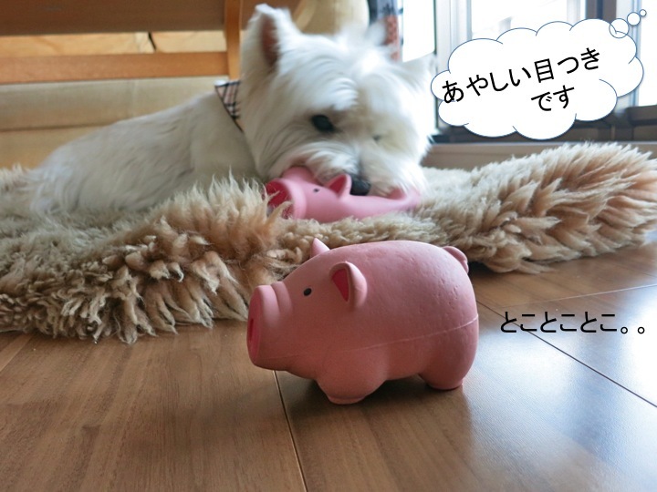 昼下がりの対決_c0260460_18145243.jpg