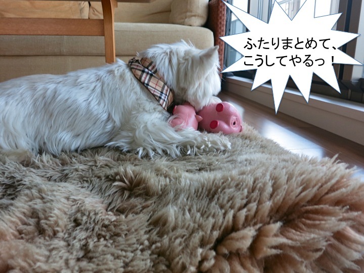 昼下がりの対決_c0260460_18154042.jpg