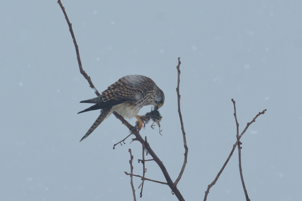 チョウゲンボウの狩り_f0053272_13425426.jpg