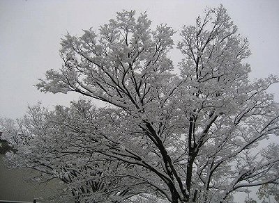 珍しい雪景色＆雪の結晶　　_c0229483_21165310.jpg