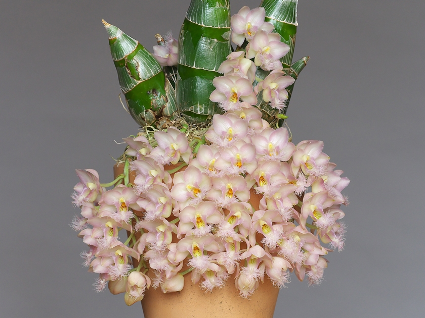 Clowesia Grace Dunn 'Chadds Ford' その3 : 花咲か父さん 洋