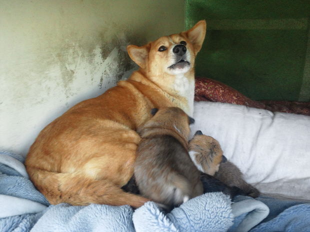 子犬と柴犬_f0242002_0314380.jpg