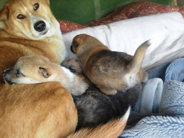 子犬と柴犬_f0242002_0325638.jpg