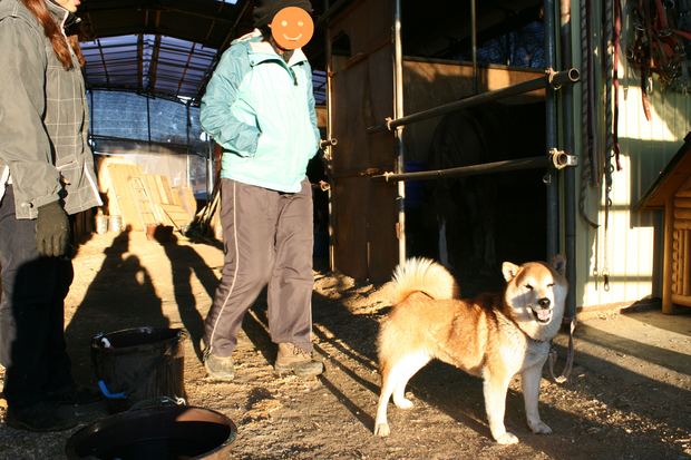 子犬と柴犬_f0242002_0394344.jpg