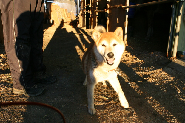 子犬と柴犬_f0242002_040135.jpg